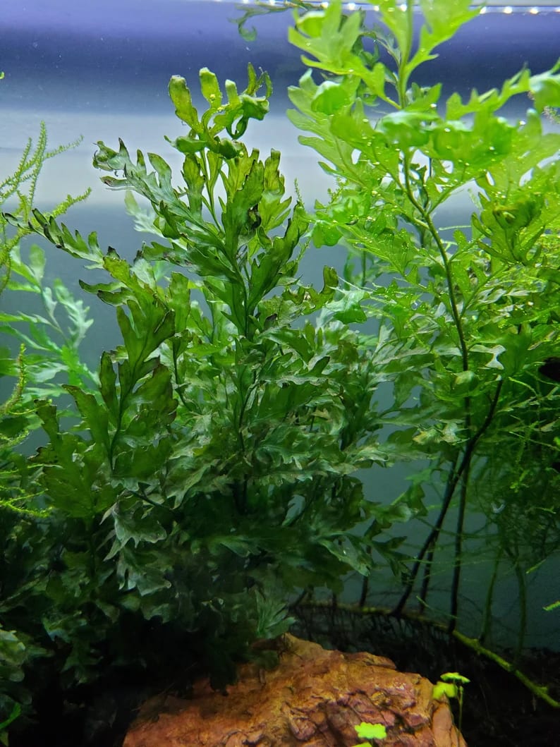 Heudelotii Bolbitis