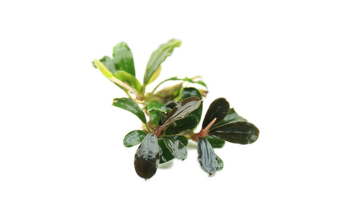 Black Pearl Buce