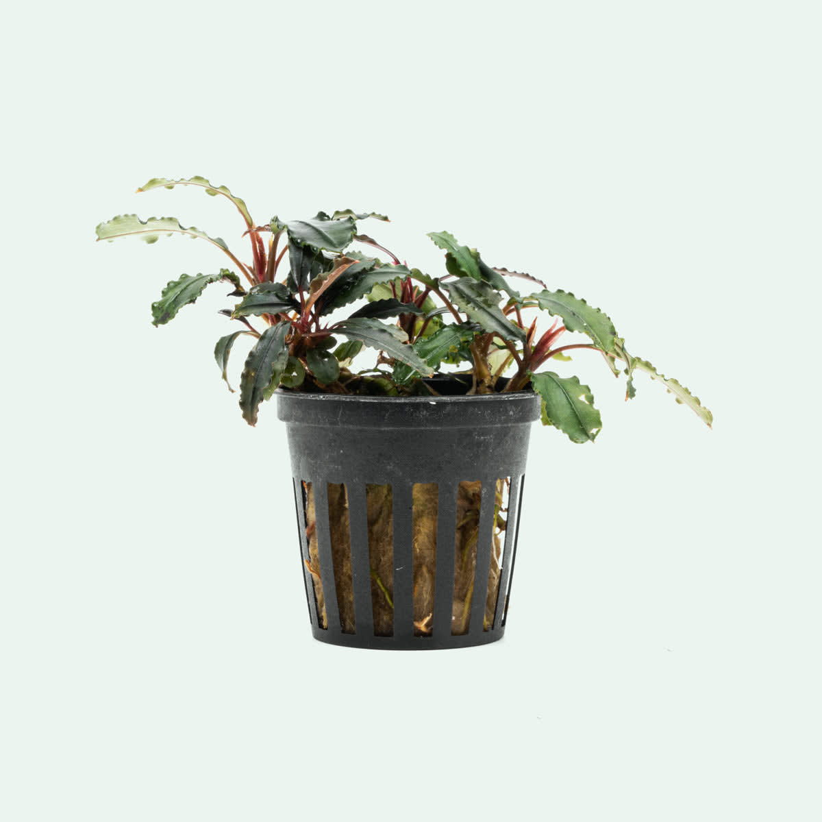 Red Vein Buce