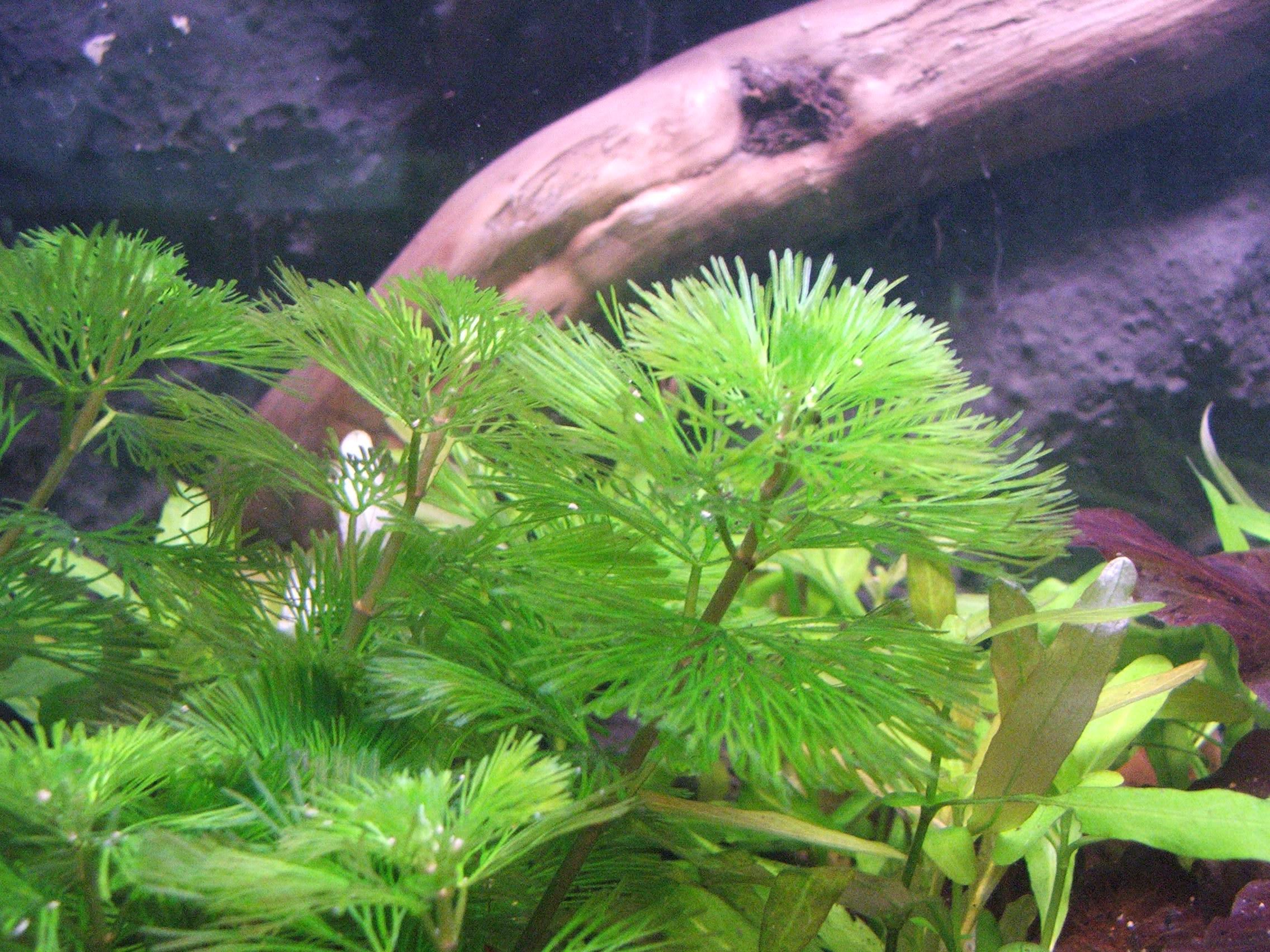 Cabomba