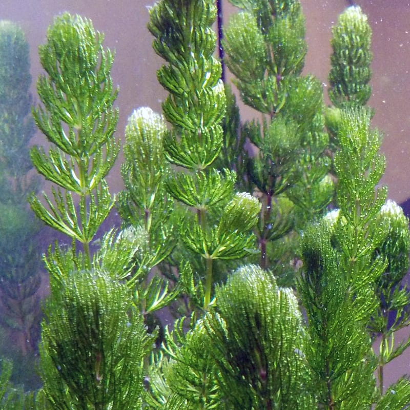 hornwort
