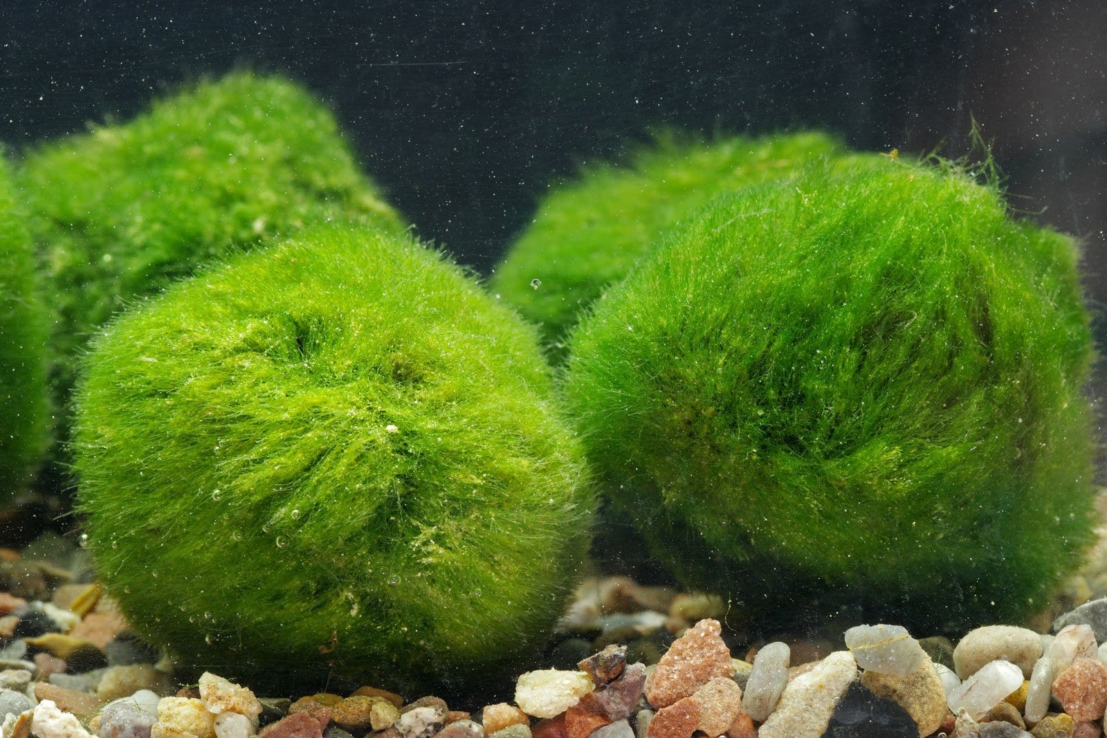 Marimo