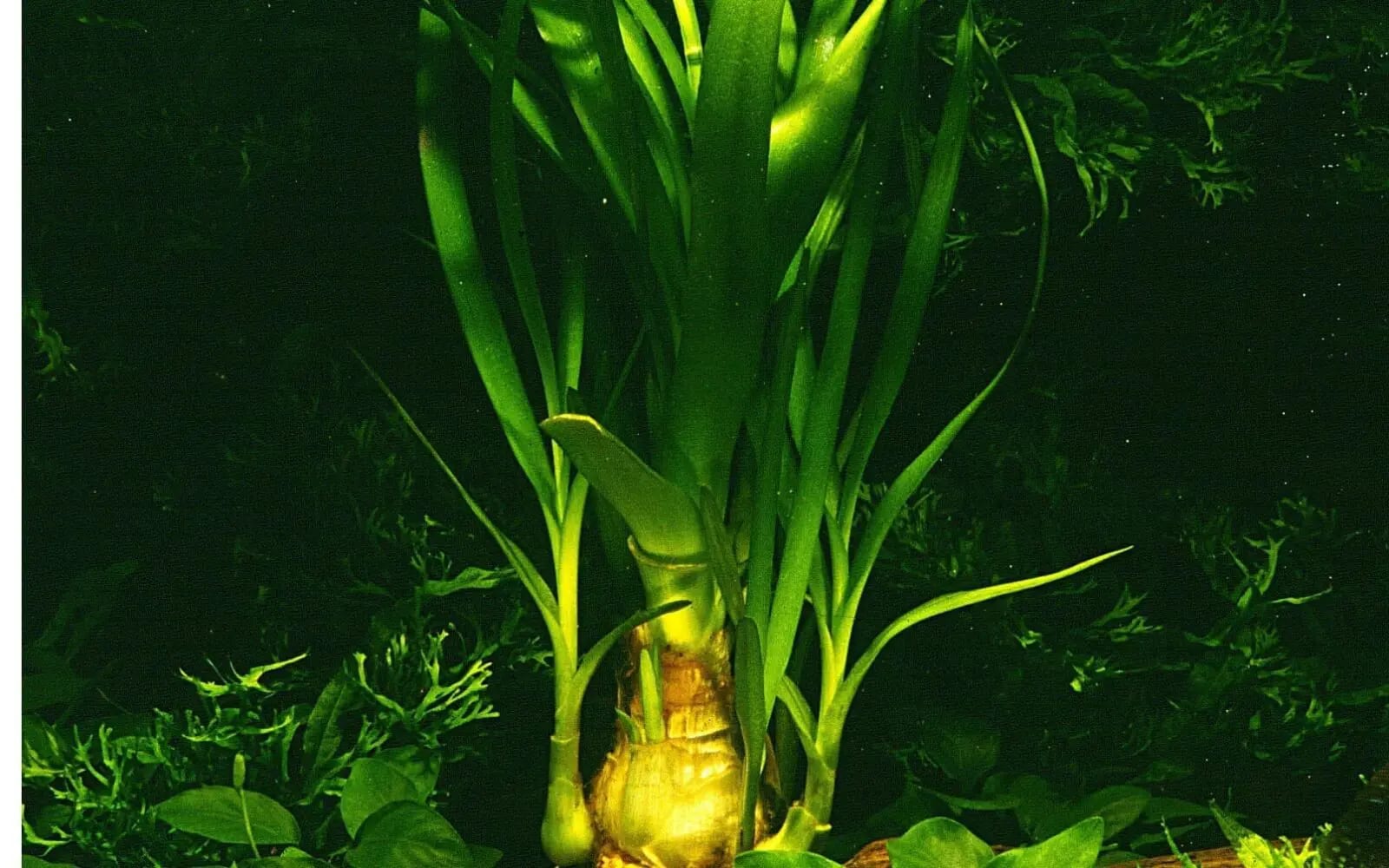 Onion Plant
