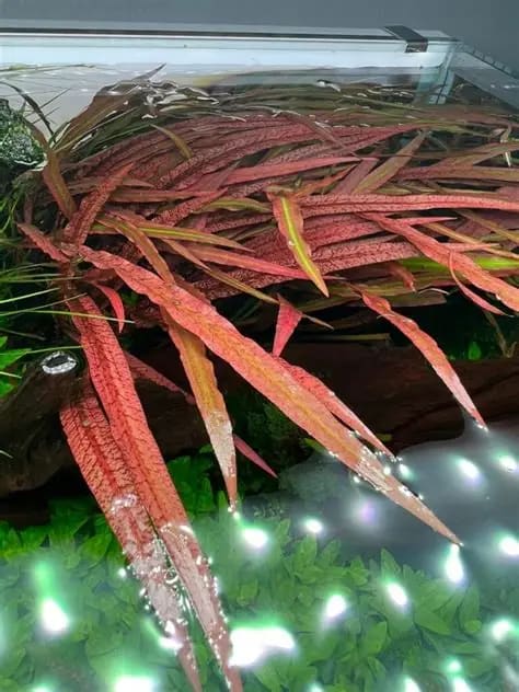 Red Spiralis