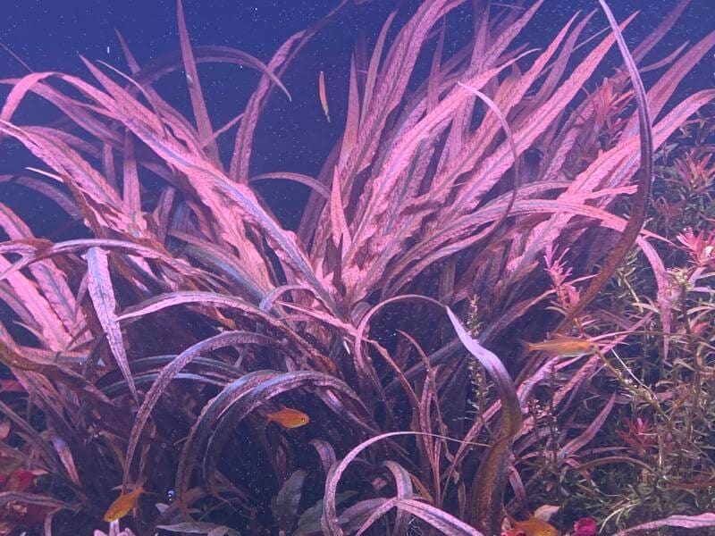 Tiger Spiralis