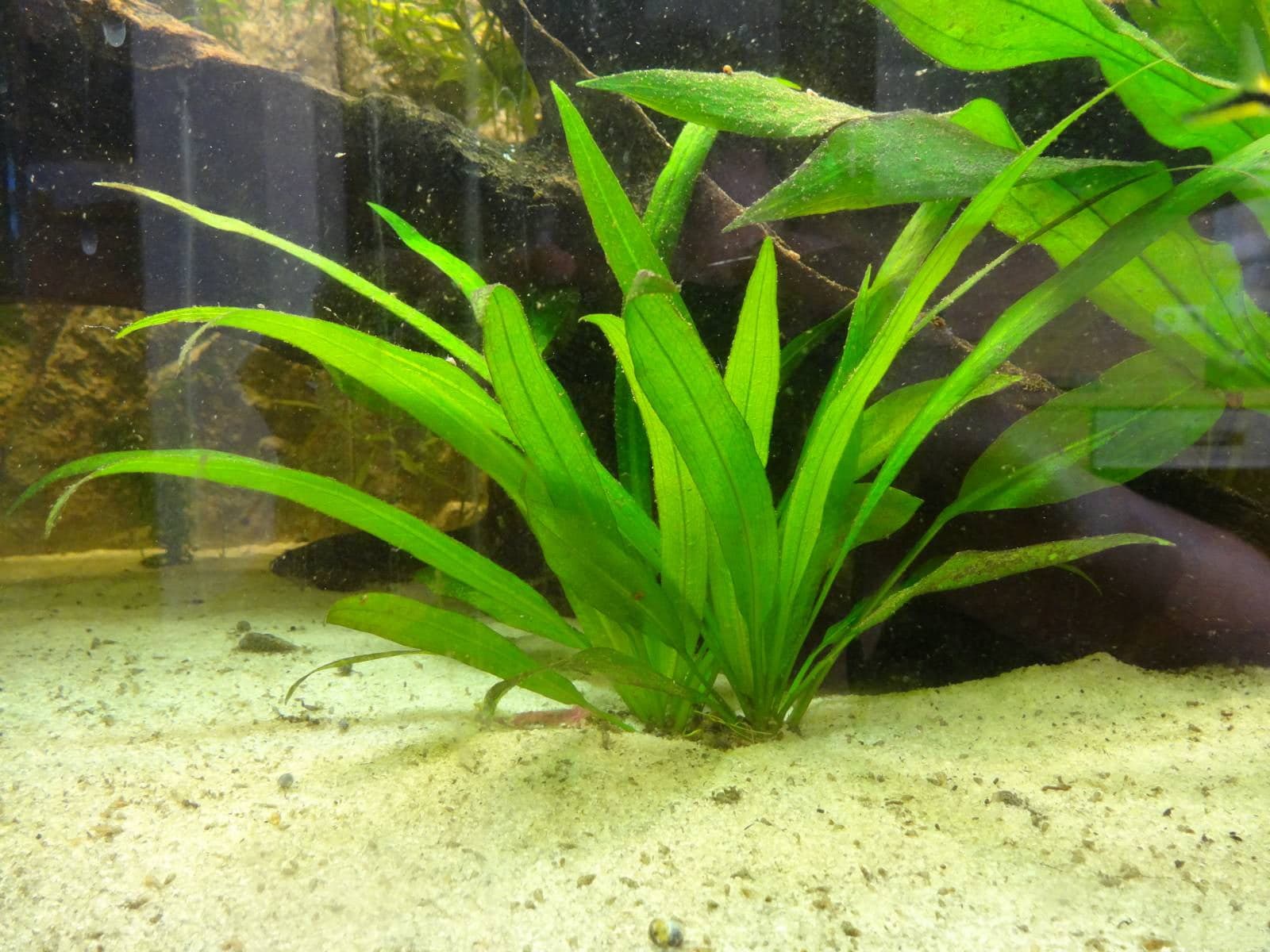 Amazon Sword
