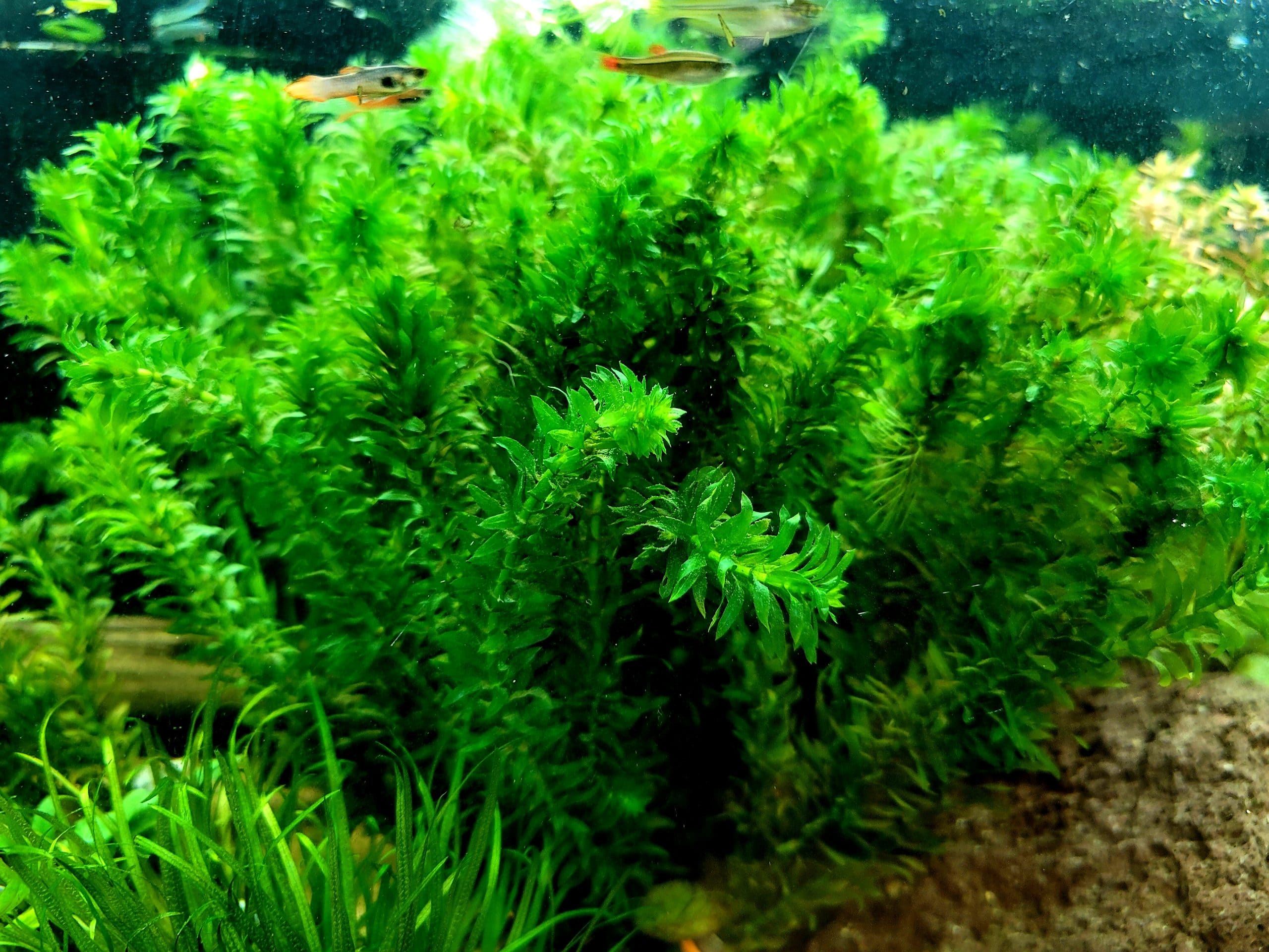 Brazilian Elodea