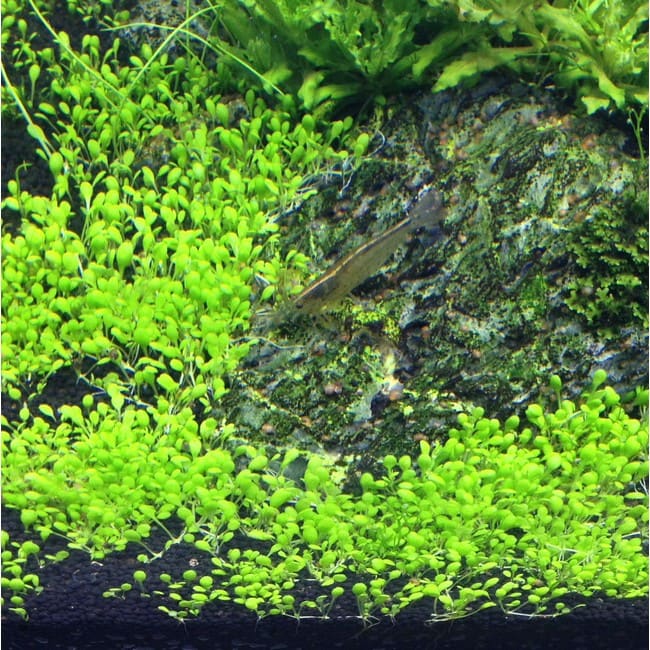 eight-stamened waterwort