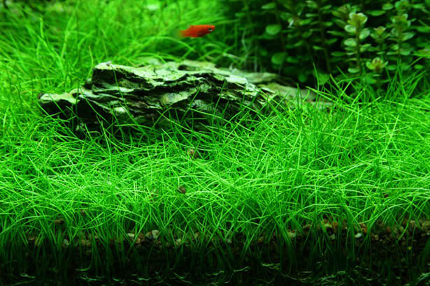Dwarf Hairgrass