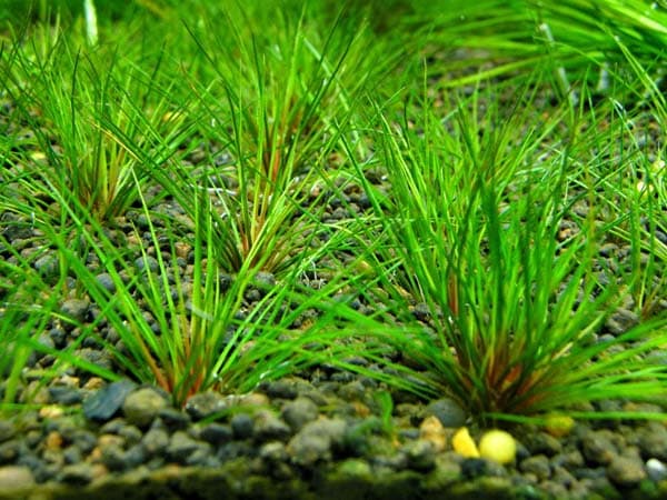Australia Eriocaulon
