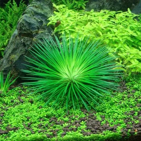 Eriocaulon Nanling