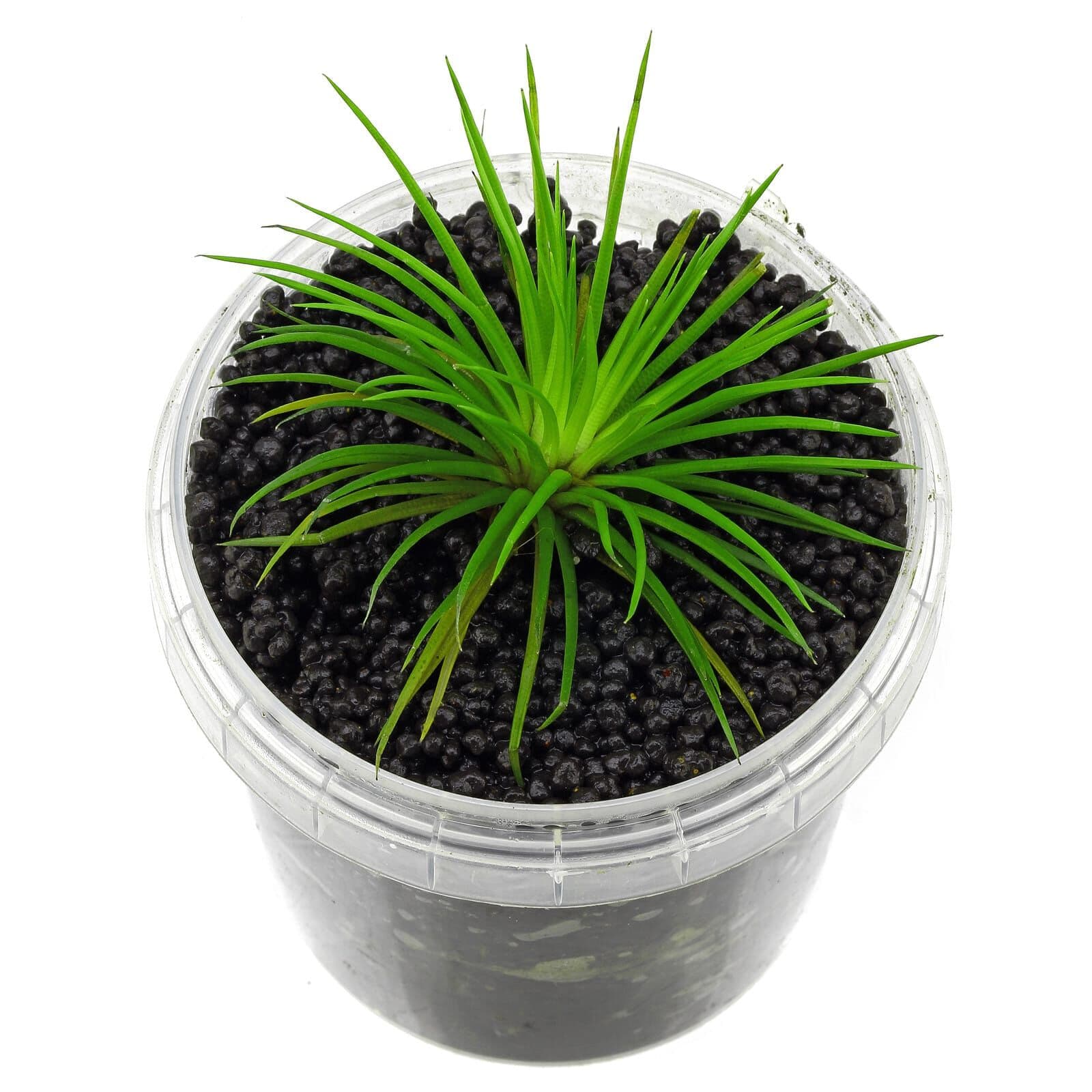 Polaris Eriocaulon