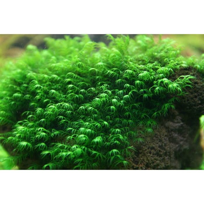 fissidens moss