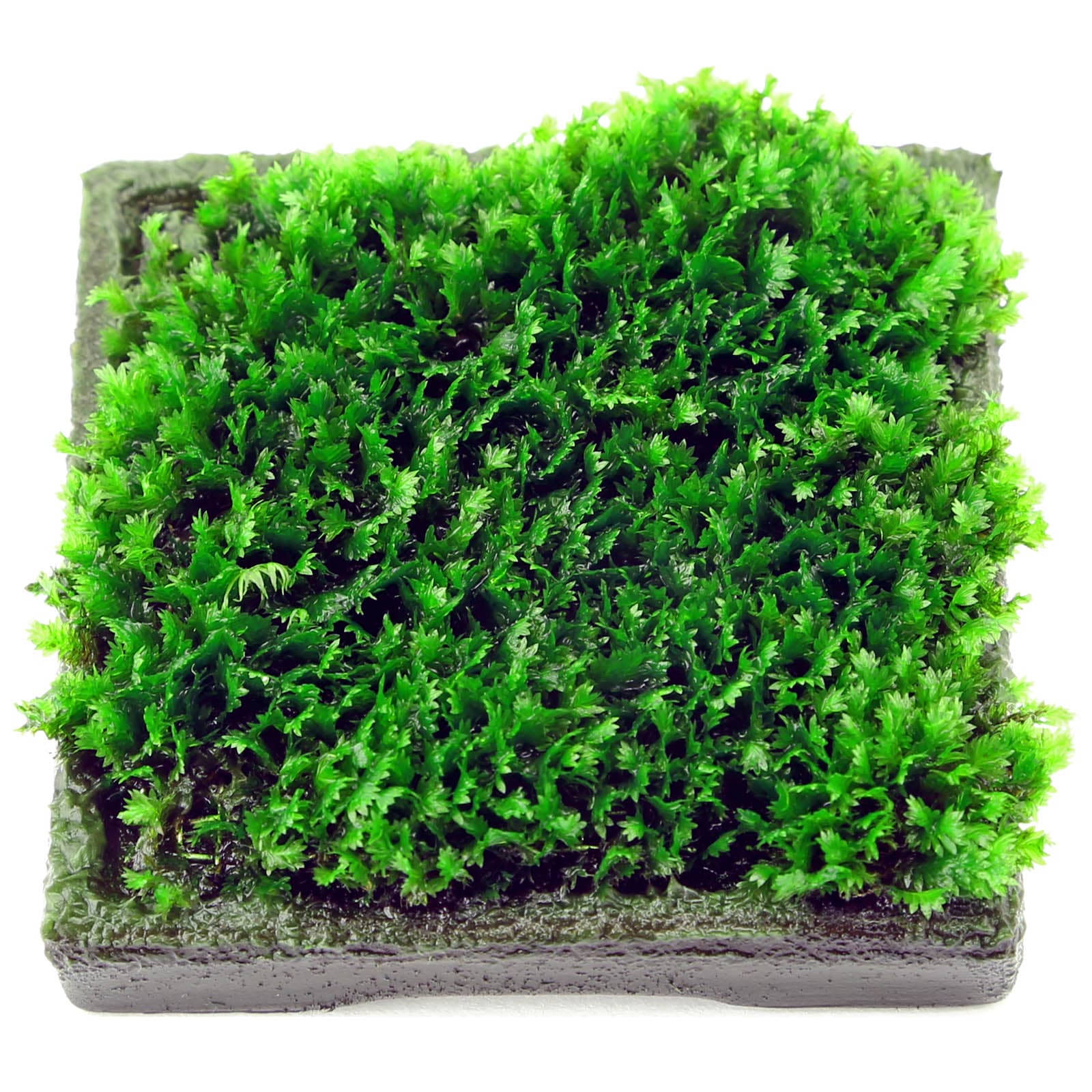 Mini Fissidens