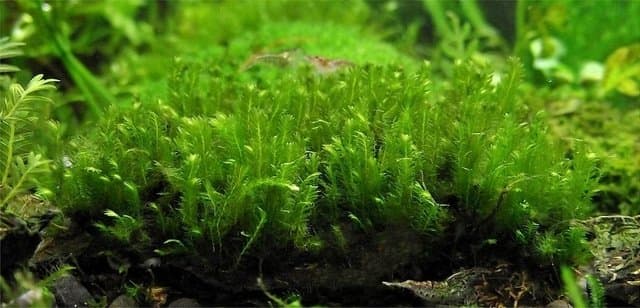 Fissidens