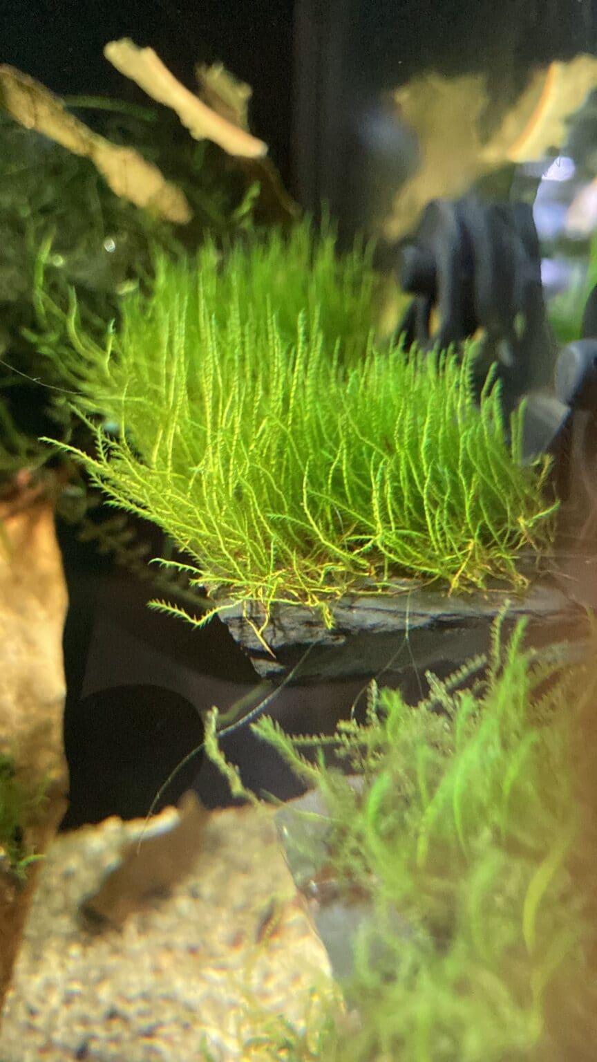 Zippelianus Moss