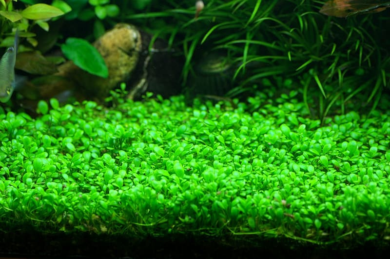 Glossostigma