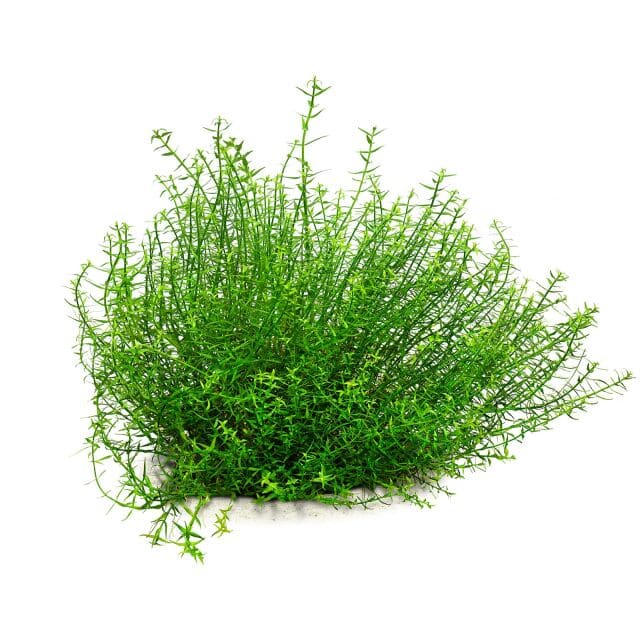 Short's hedgehyssop