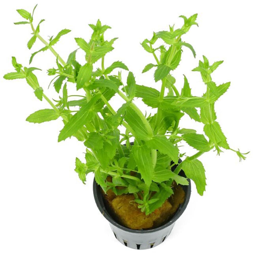 Short's hedgehyssop