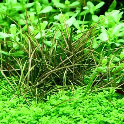 Helanthium