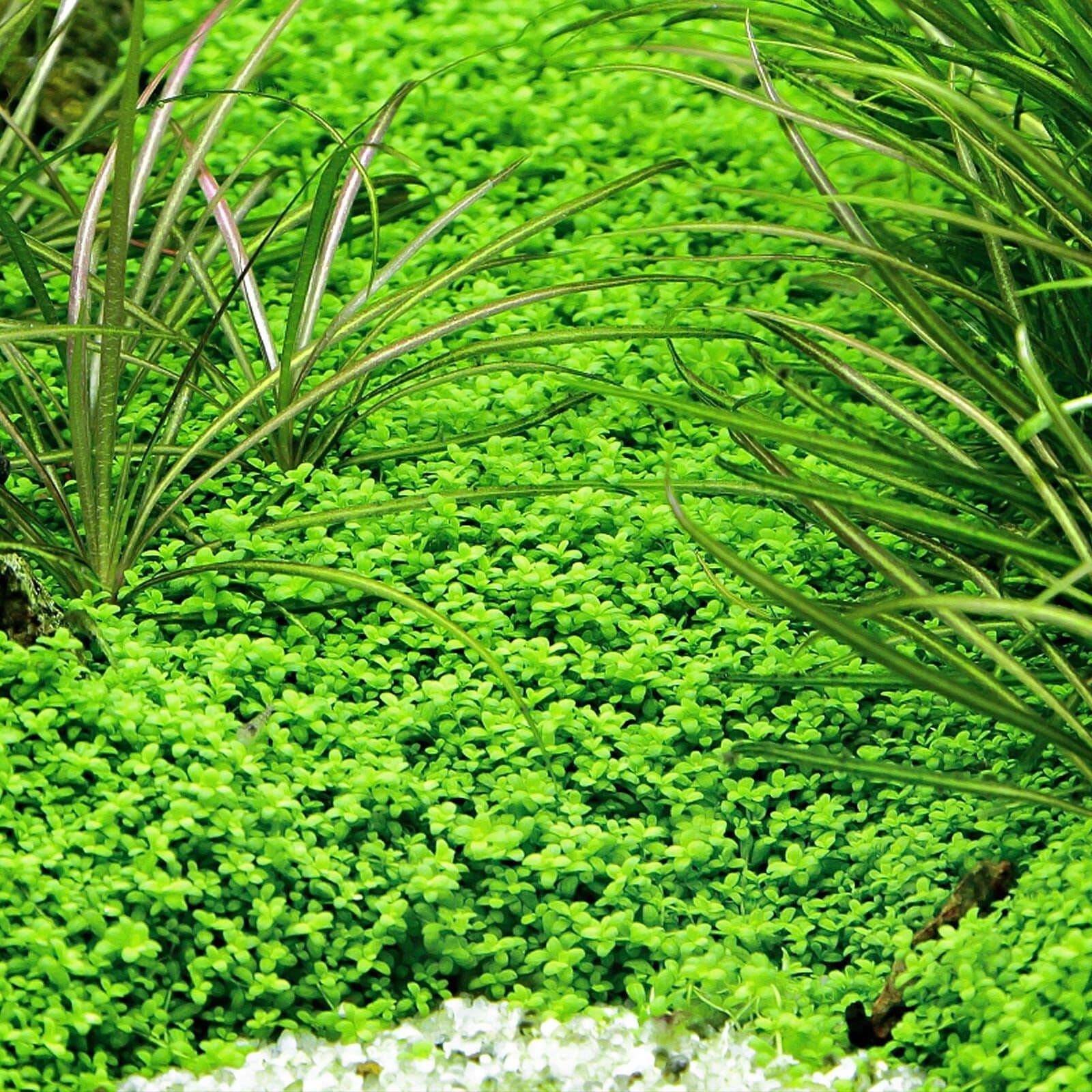 Dwarf Hemianthus
