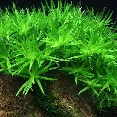 Heteranthera