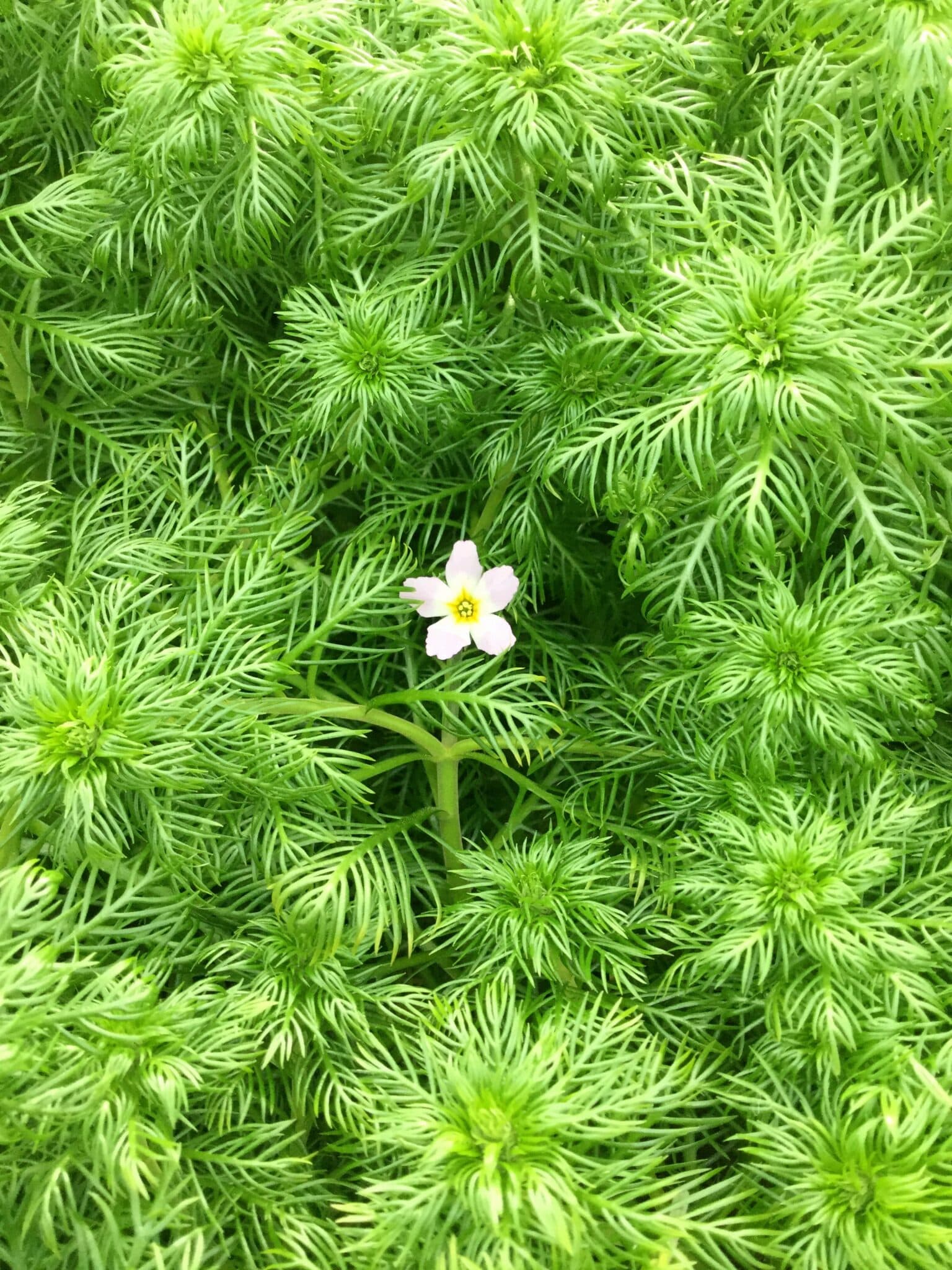Featherfoil