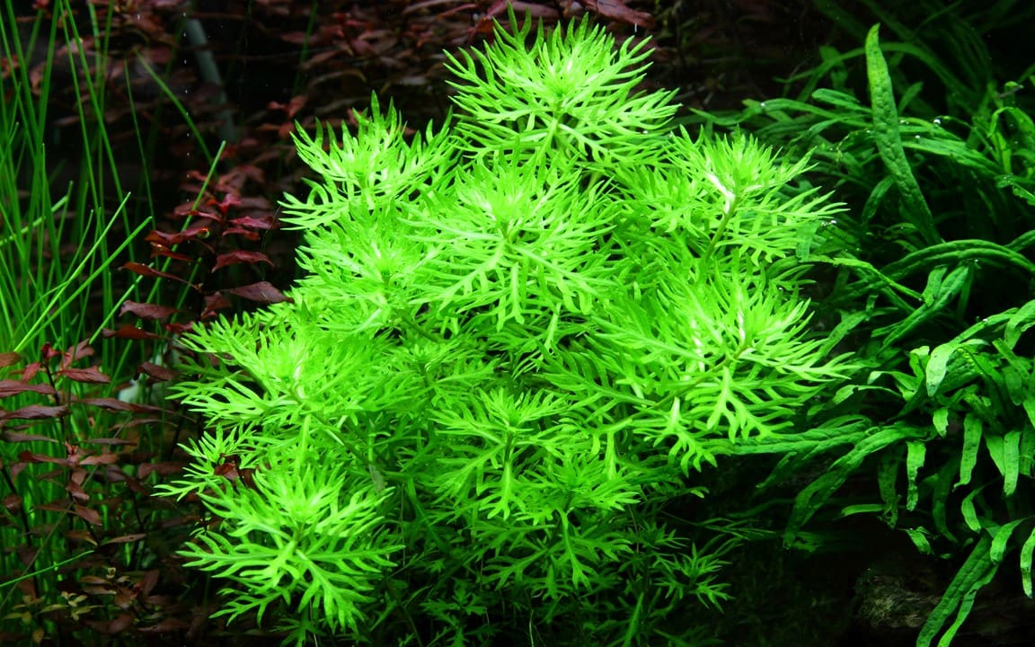 Featherfoil