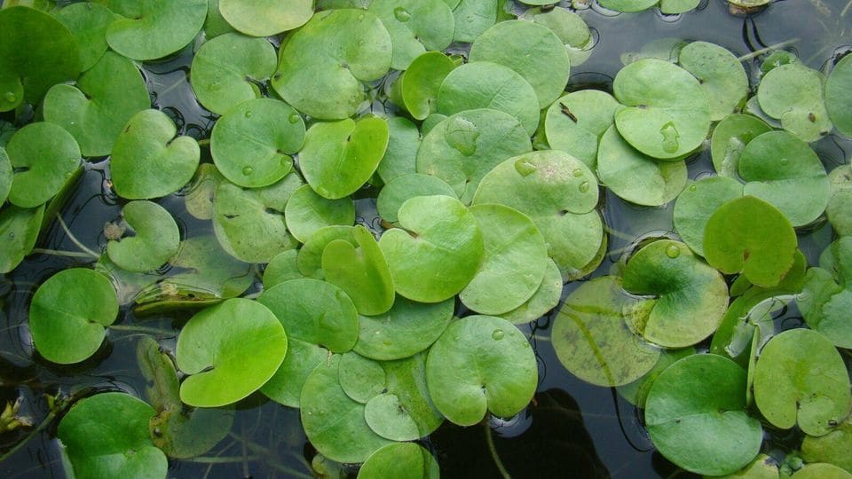 Frogbit