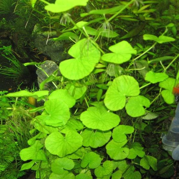 Brazilian Pennywort
