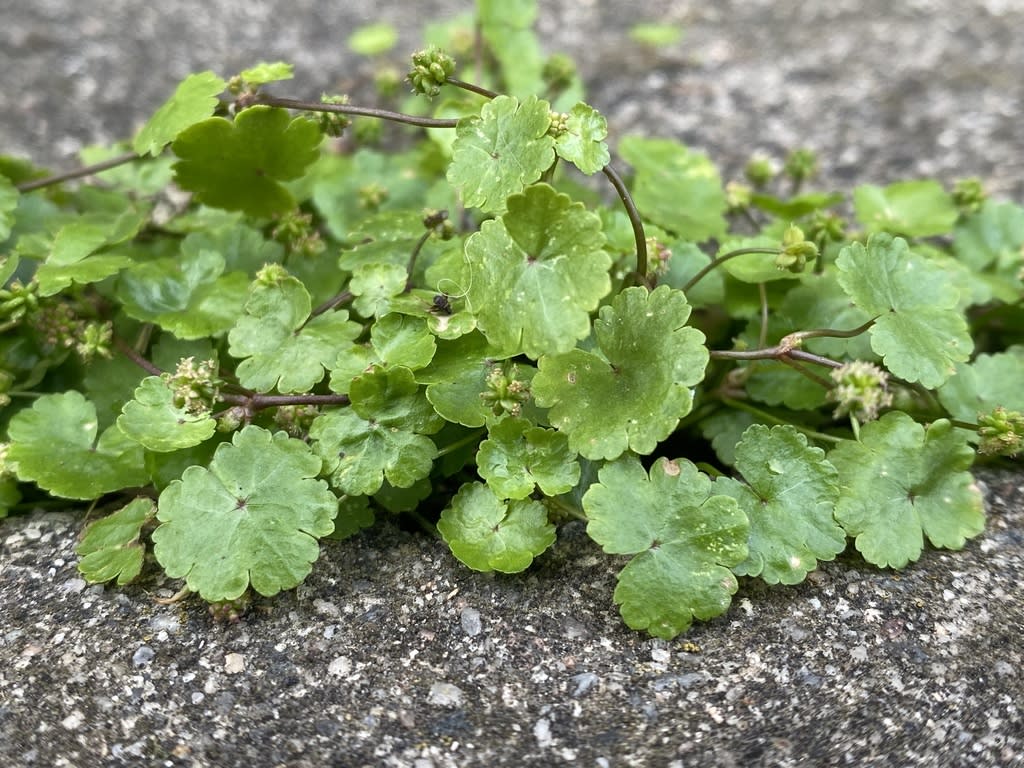 lawn marshpennywort