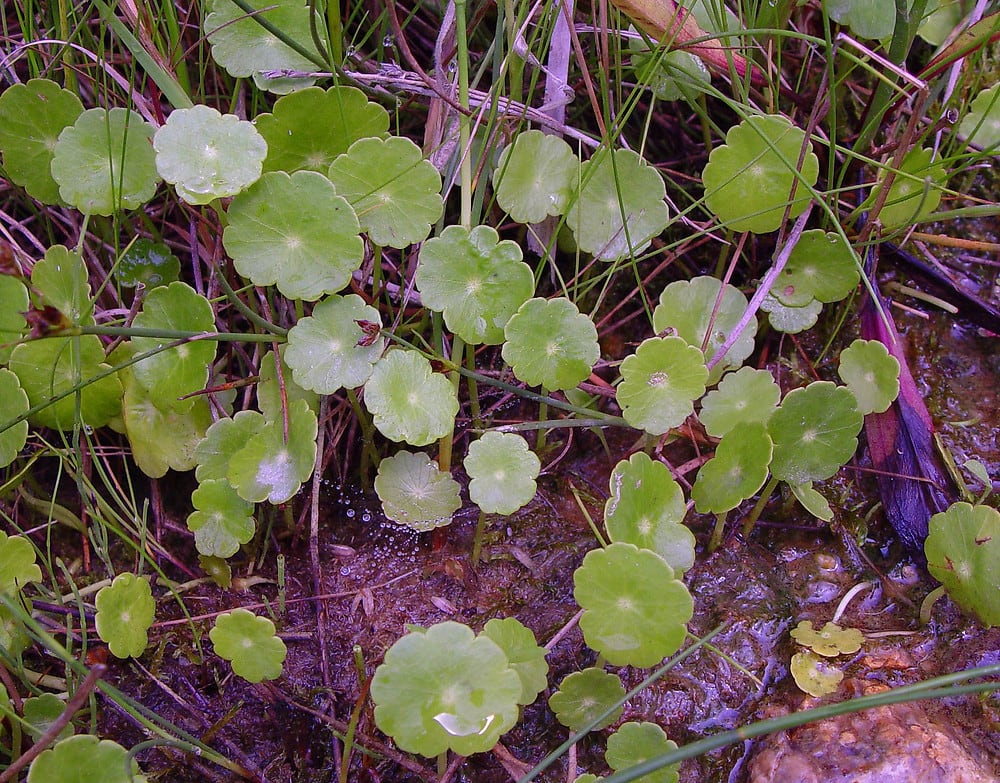 Whorled Pennywort