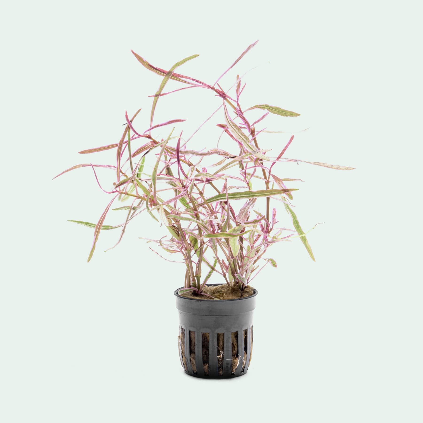 Chai Hygrophila