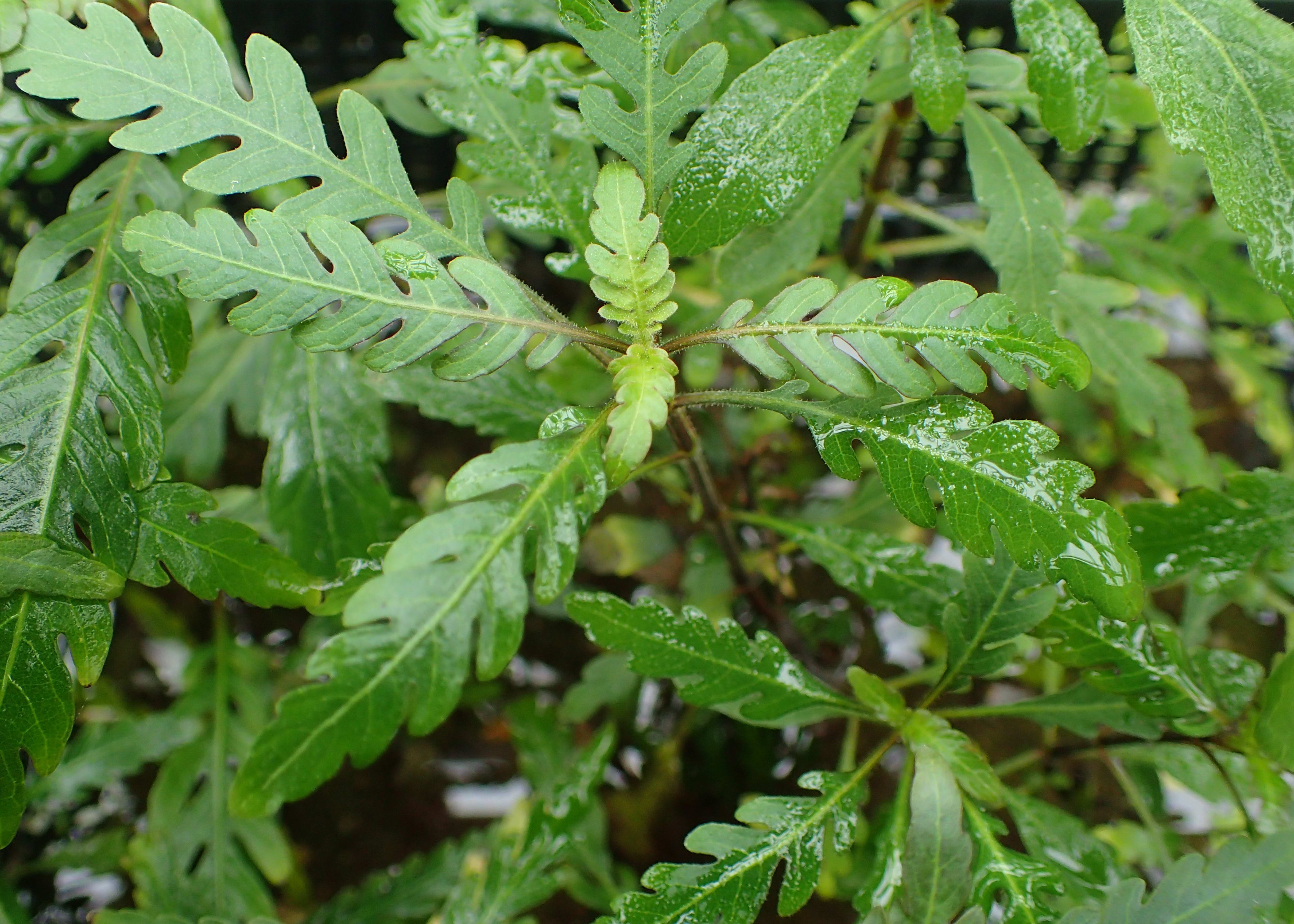 Indian Swampweed