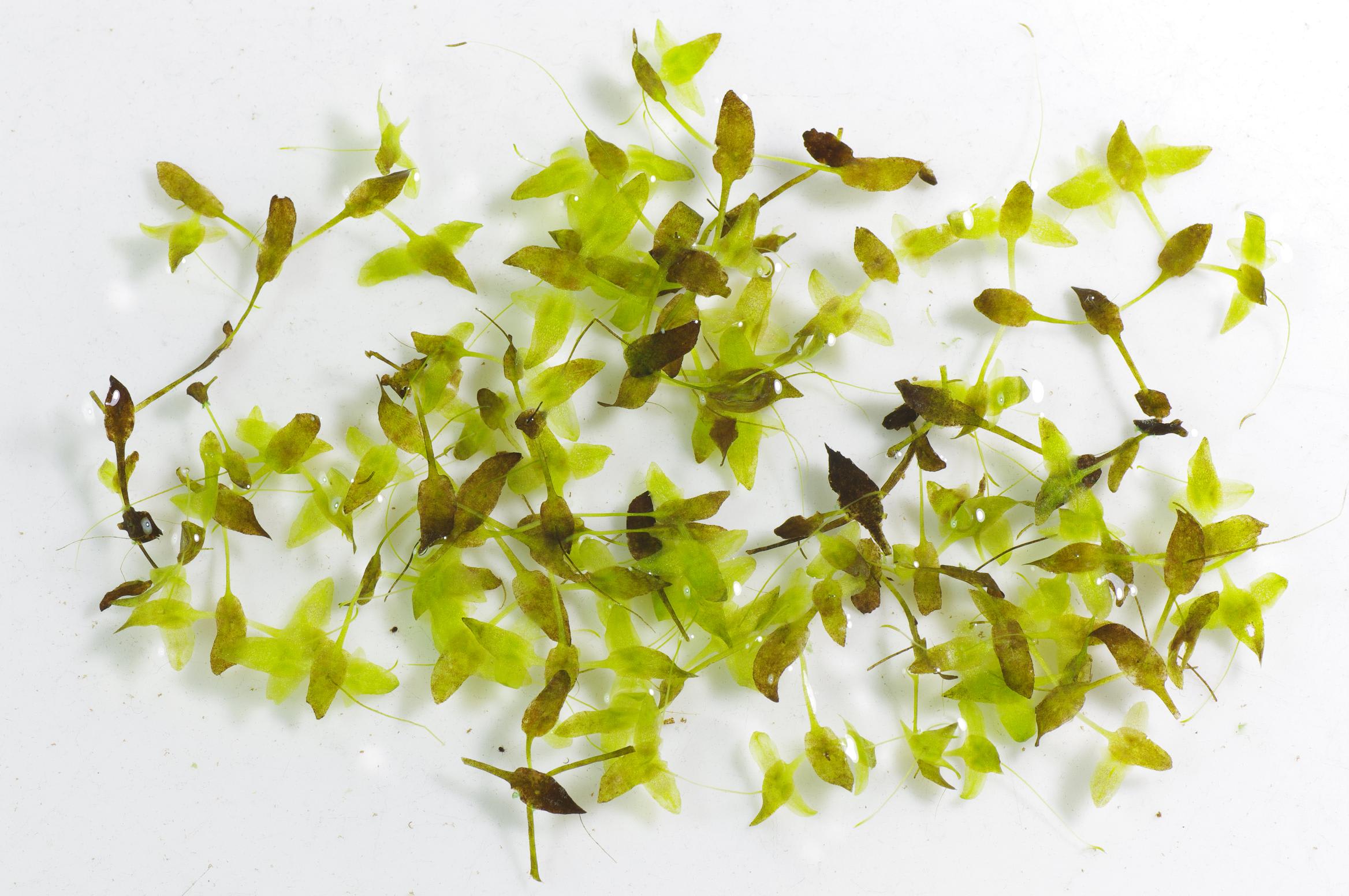 Duckweed