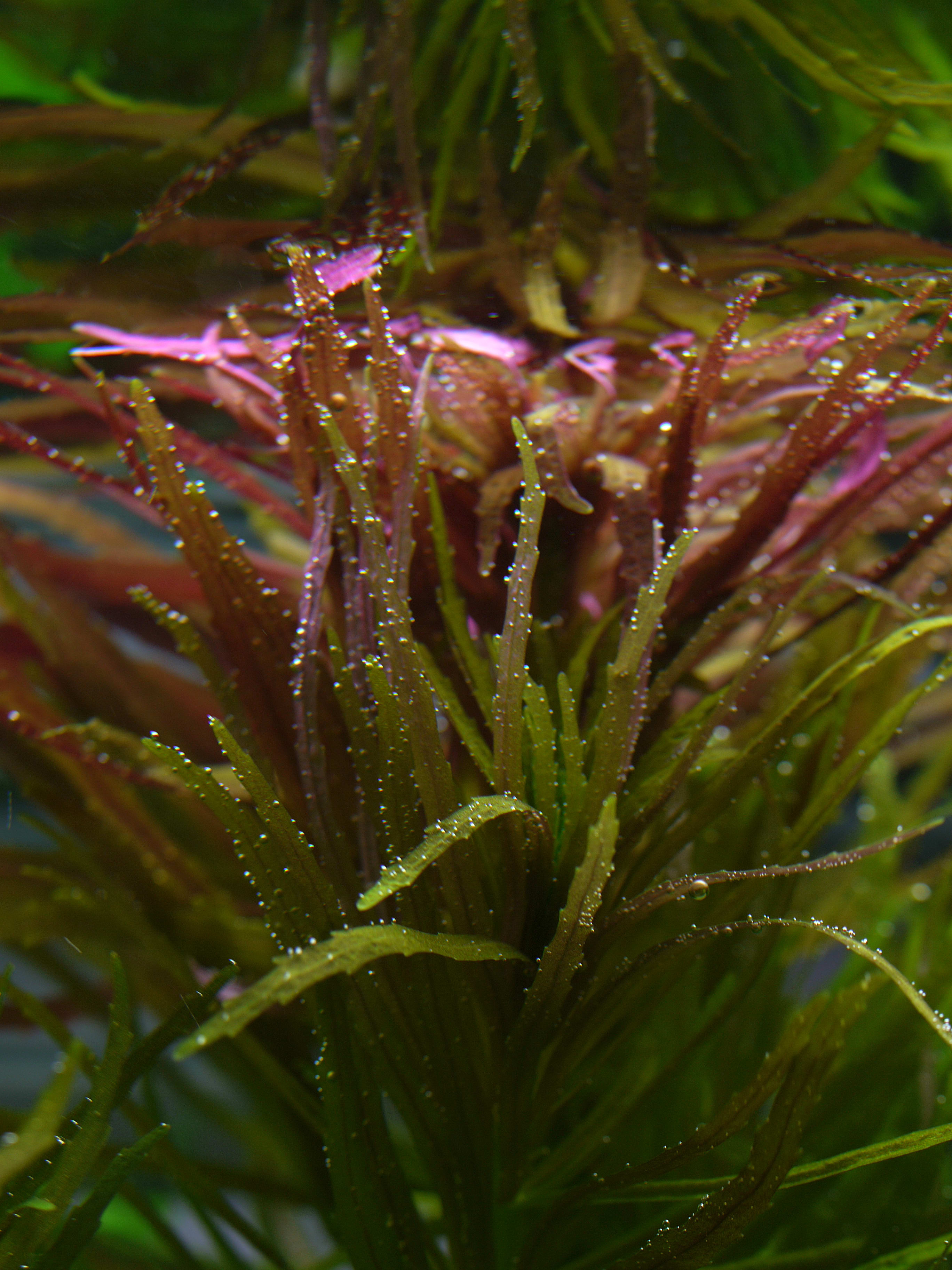 Limnophila Aromatica