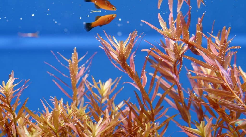 Limnophila Hippuridoides