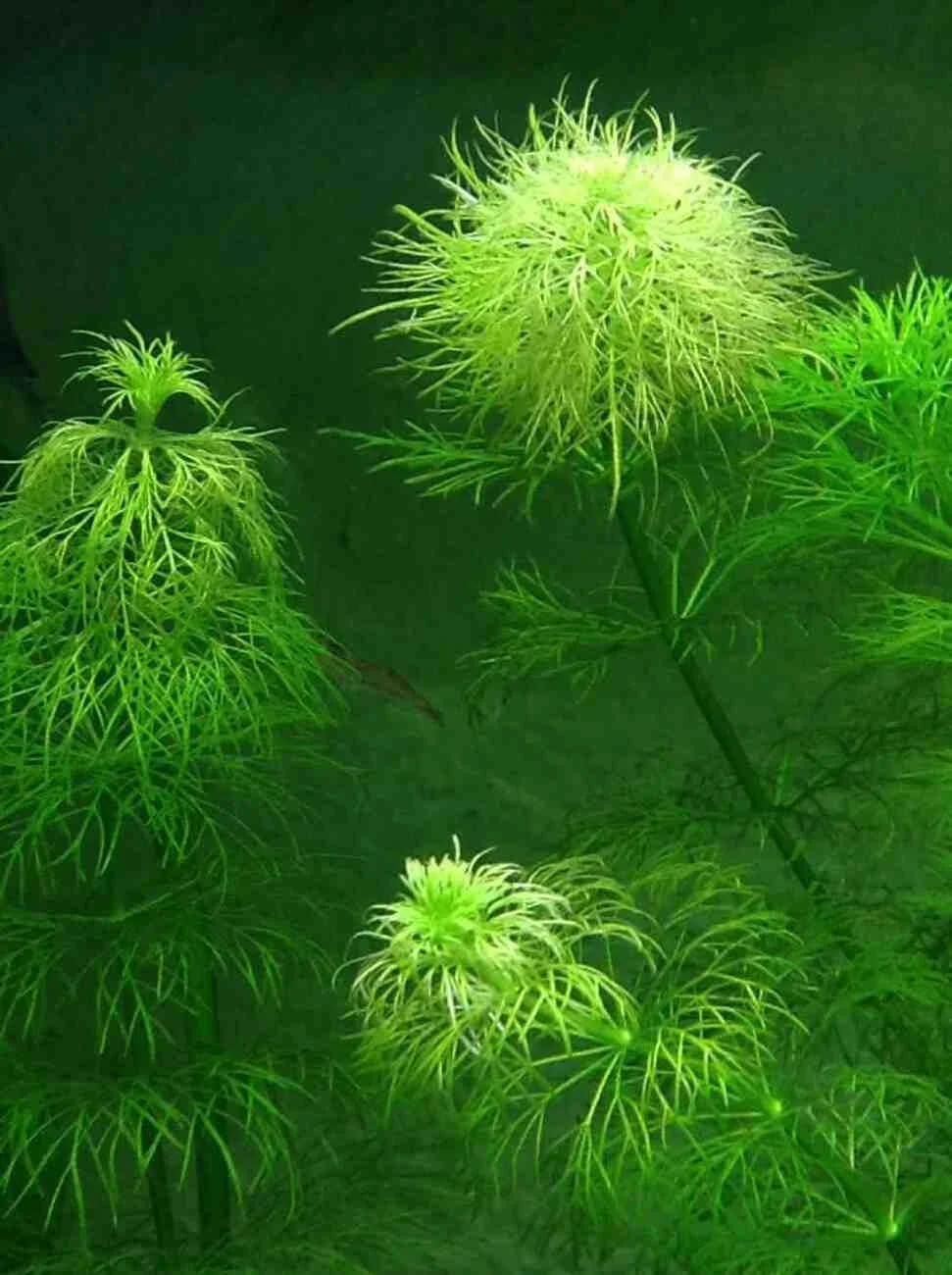 Indian marshweed