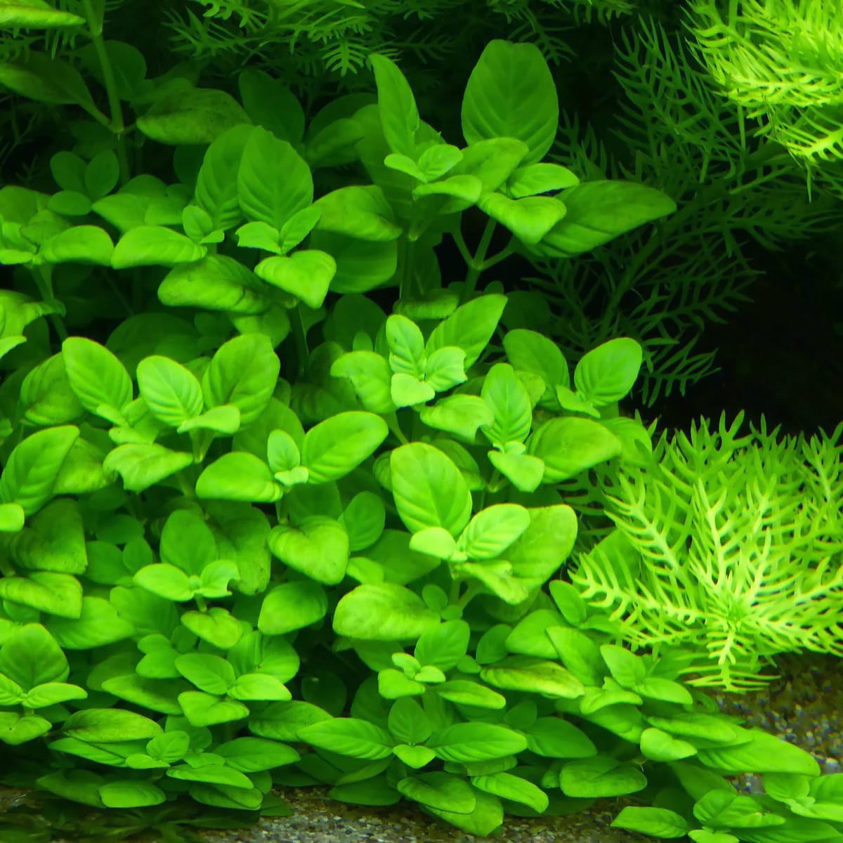Limnophila Rugosa