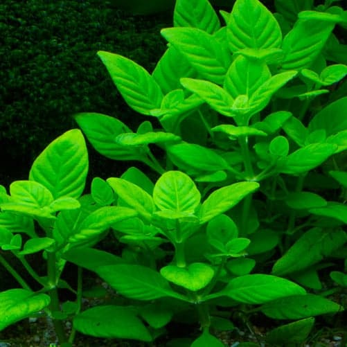 Limnophila Rugosa