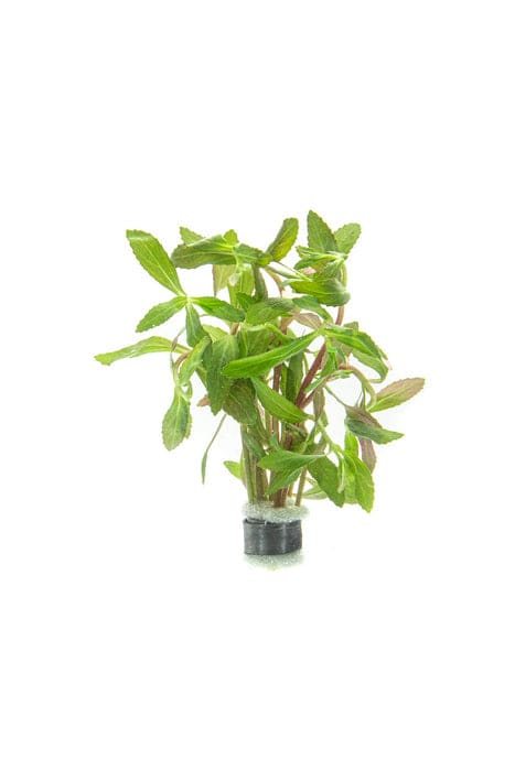 Belem Limnophila