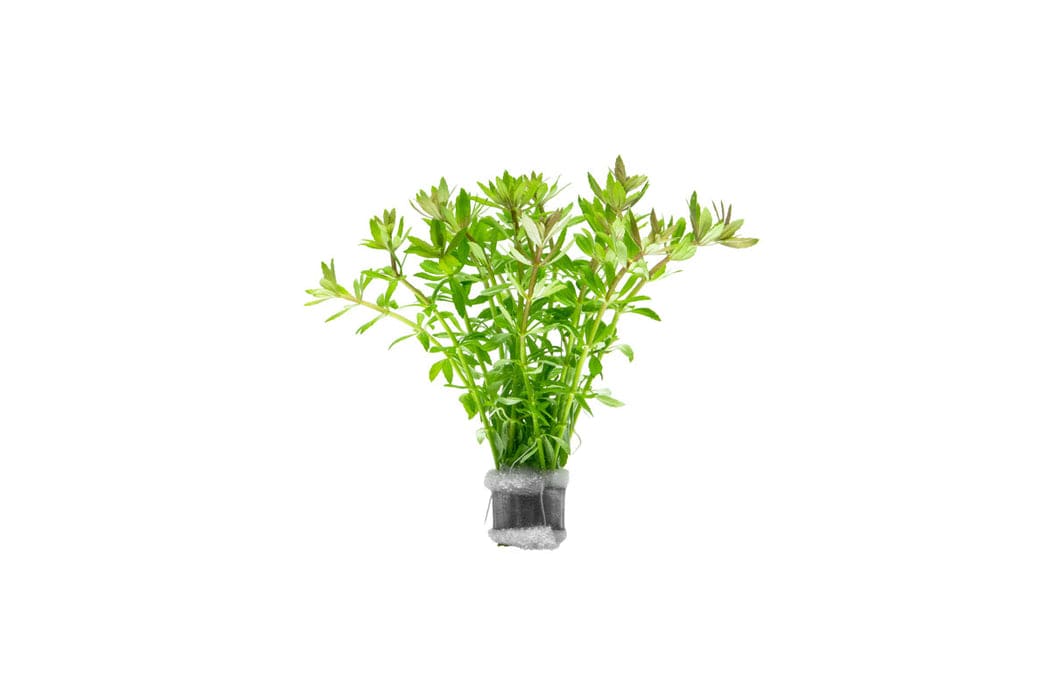 Vietnam Limnophila
