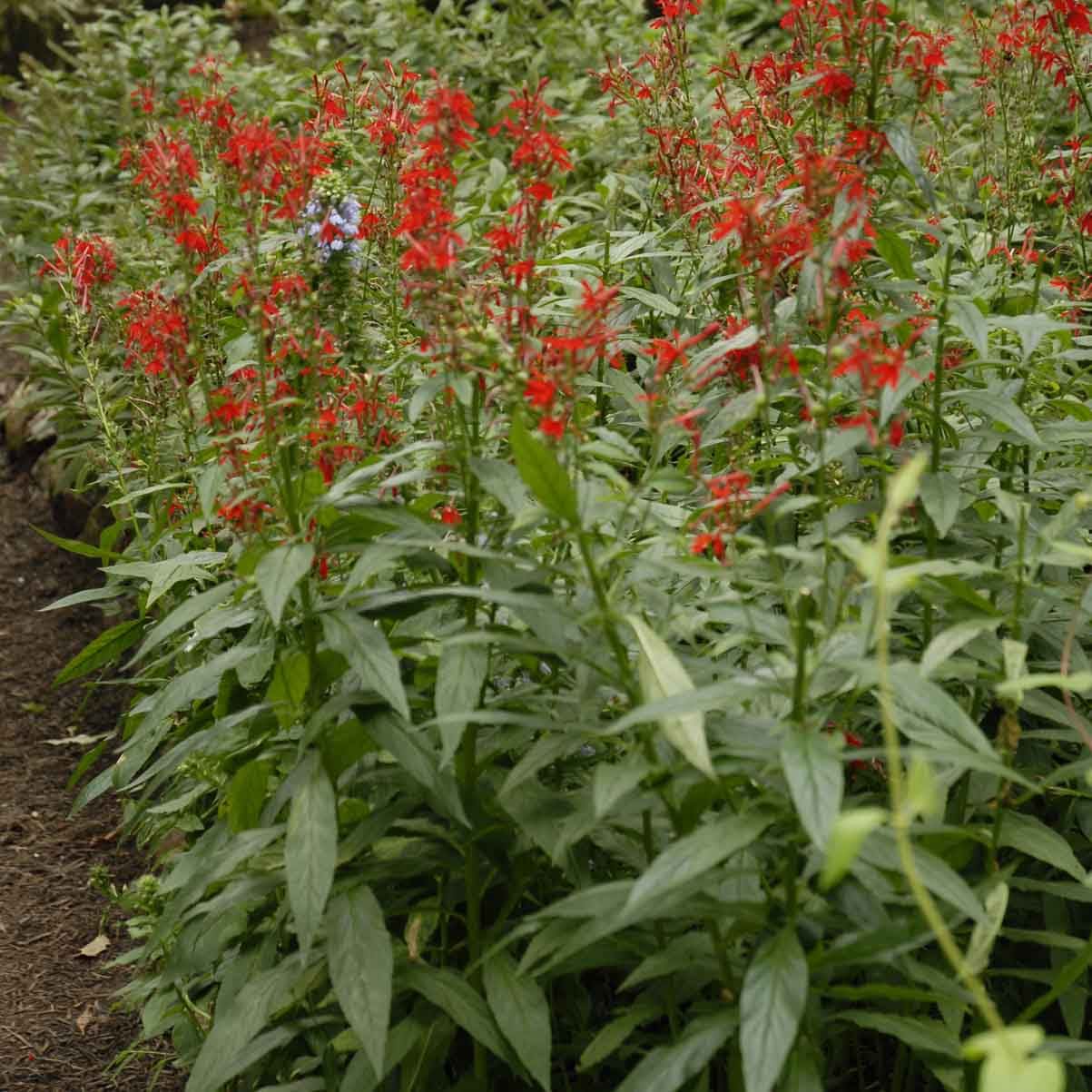 Cardinal Flower