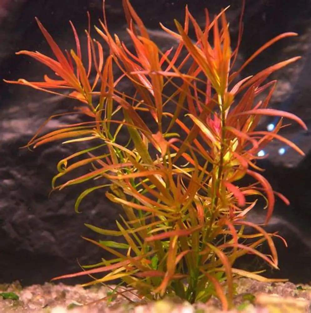Ludwigia Brevipes