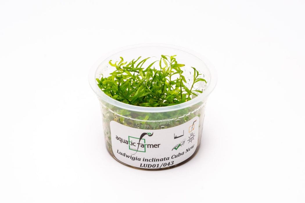 Cuba Ludwigia