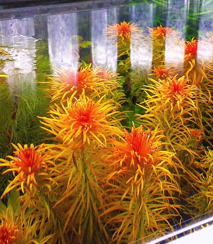 Pantanal Ludwigia