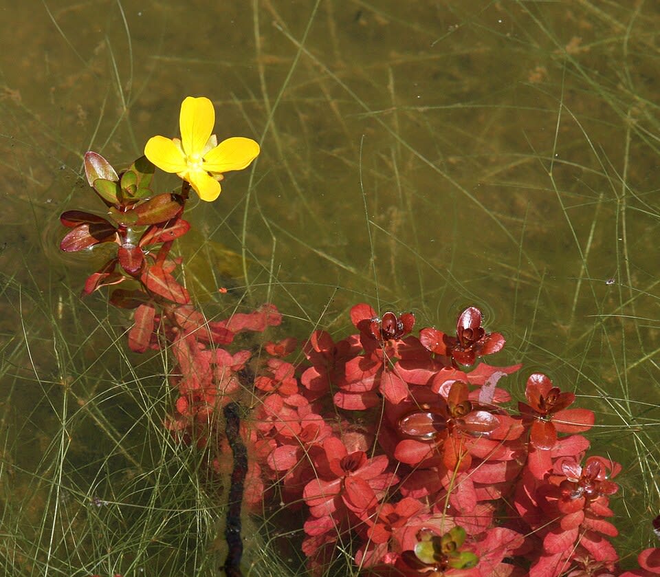Ludwigia Inclinata