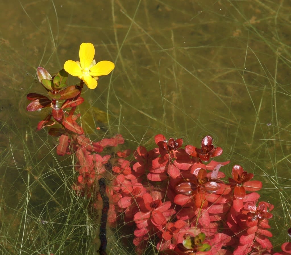 White Ludwigia