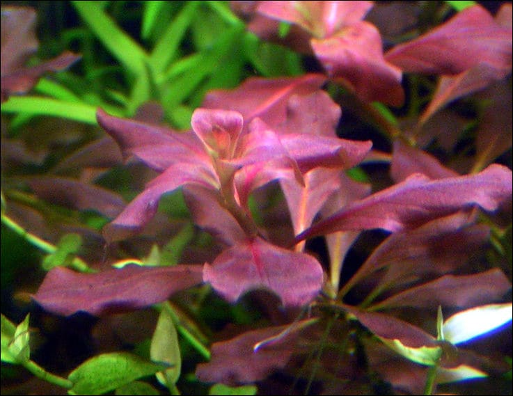 Ludwigia Ovalis