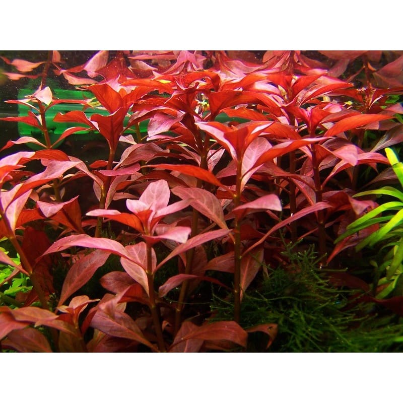 Rubin Ludwigia